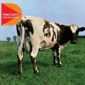 Pink Floyd - Atom Heart Mother - remastered